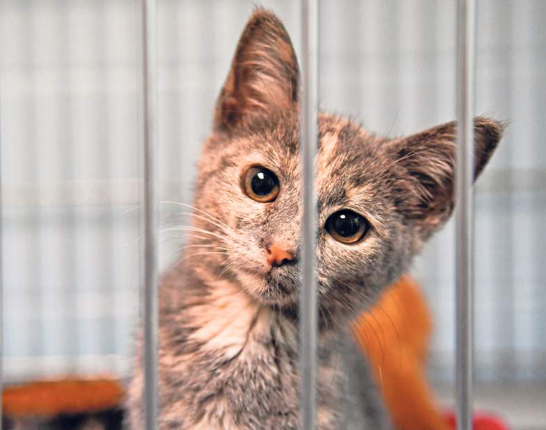 15872webvndanimalprotectors04071518