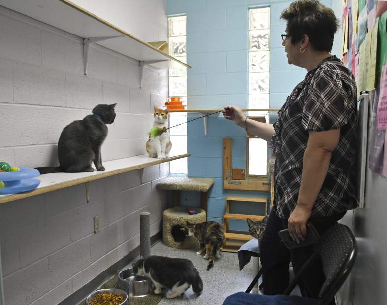 15872wevvndanimalprotectors02071518