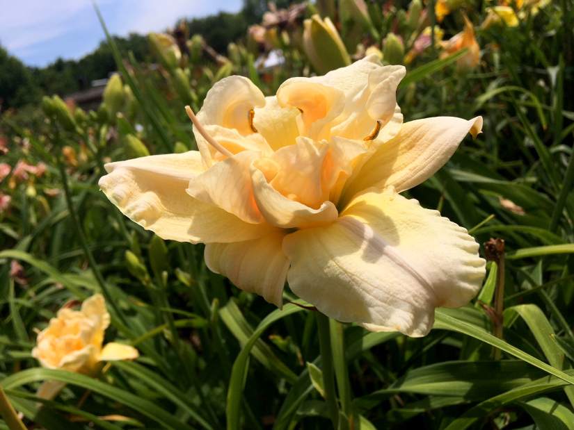 16073gtropenhouse1071318