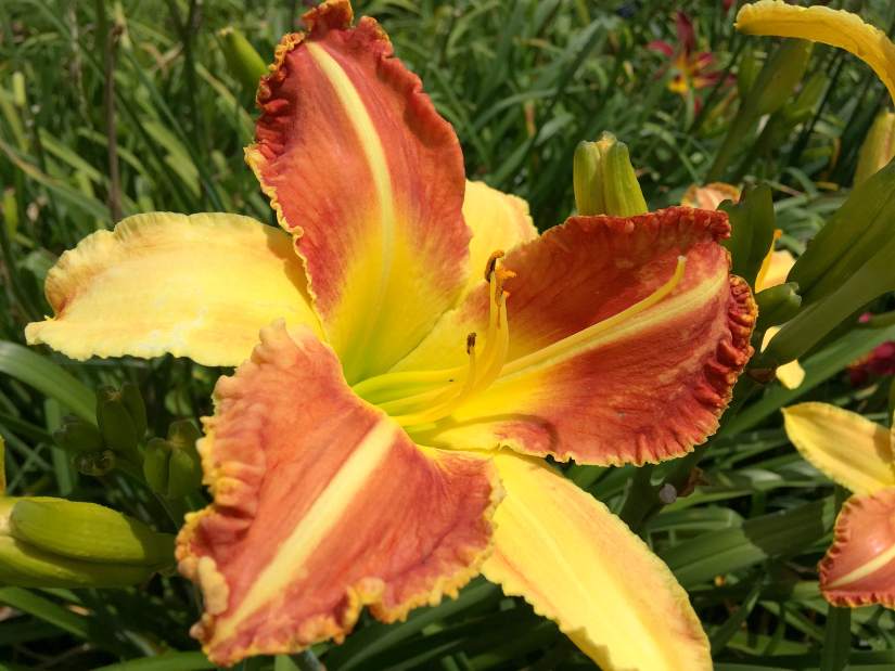 16073gtropenhouse3071318