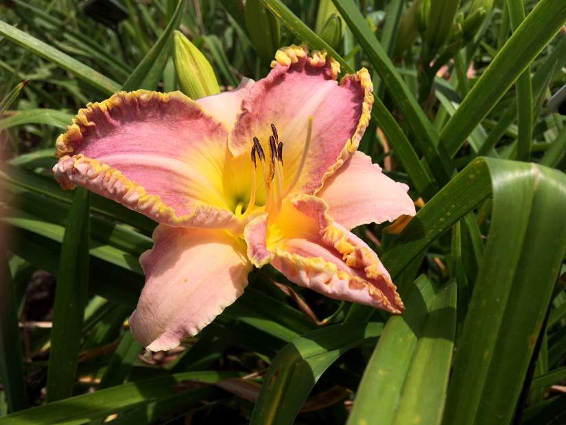 16073gtropenhouse4071318