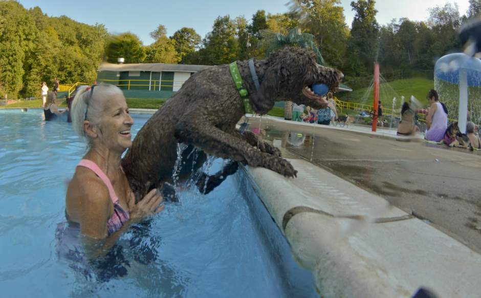 194773VNDDoggieDip200090518