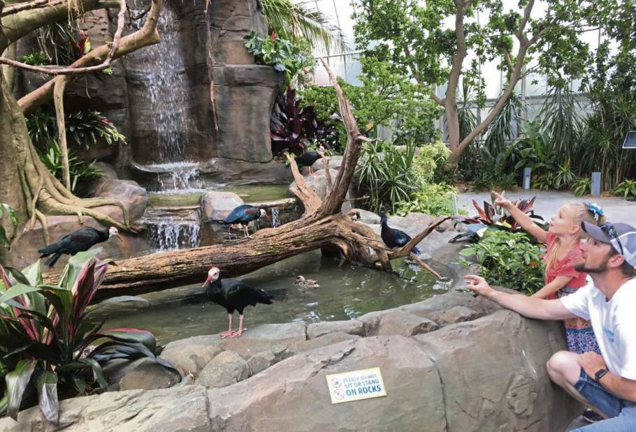 19766ptraviary071418