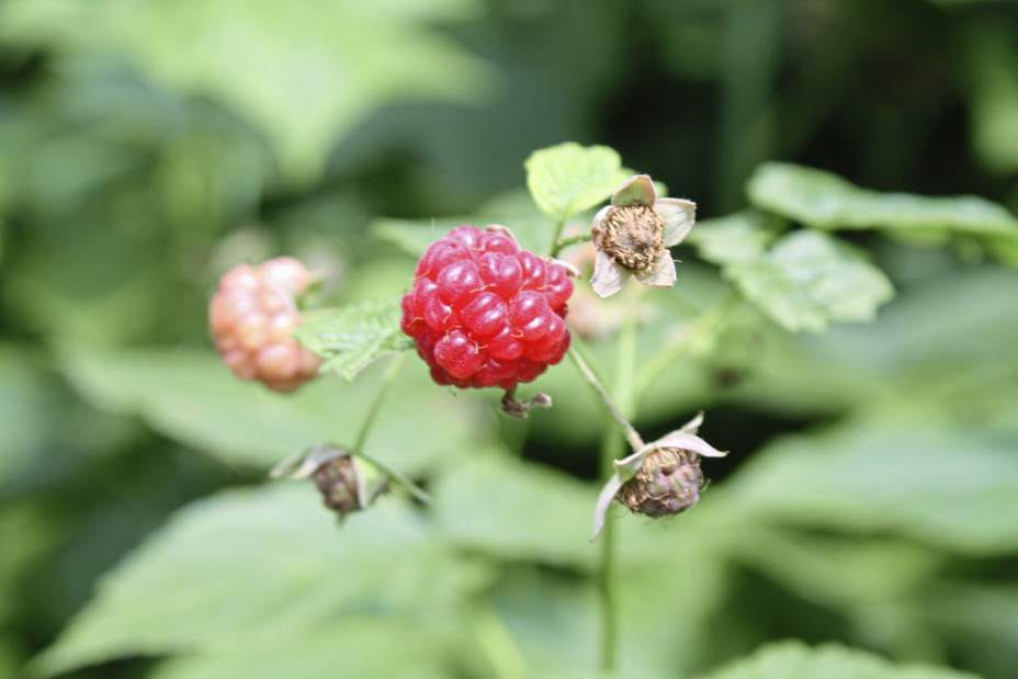 198397gtrlivgarden090718