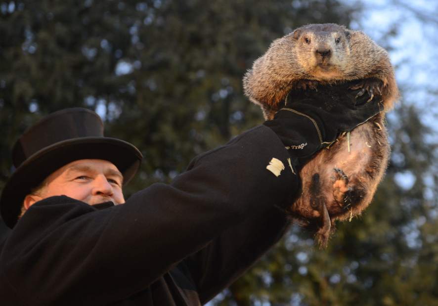 Punxsutawney Phil And The Crowded Field Of Wannabe Prognosticating Groundhogs Triblive Com