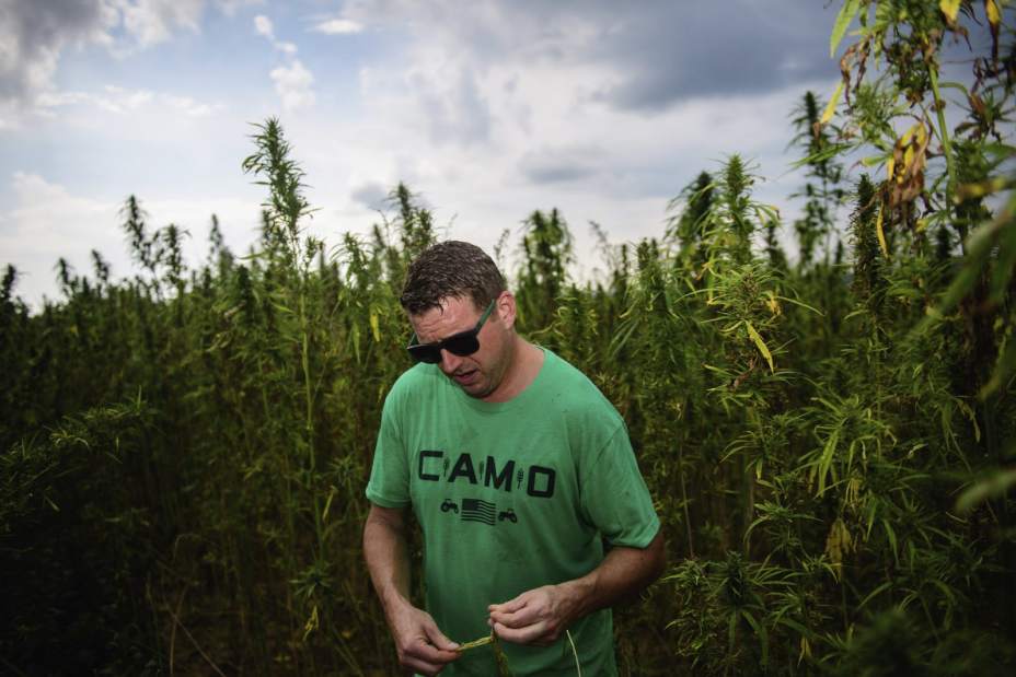 203921gtrHempCrop002090718