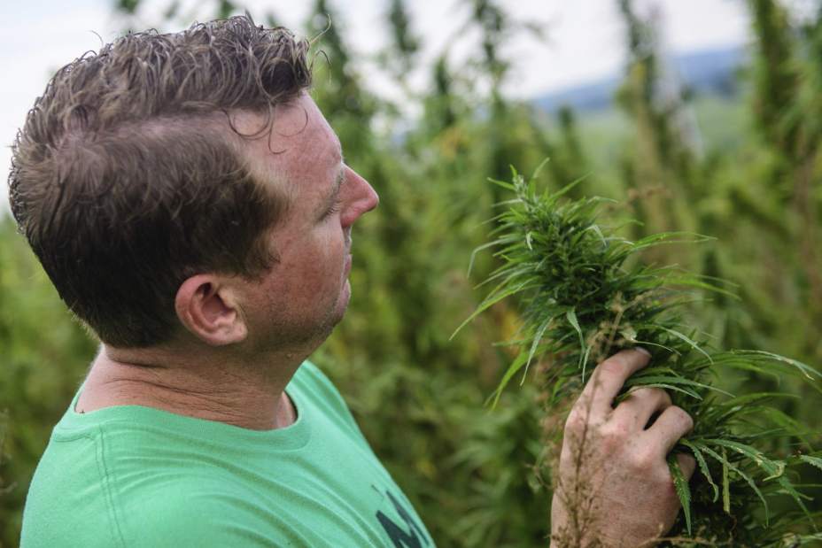 203921gtrHempCrop010090718