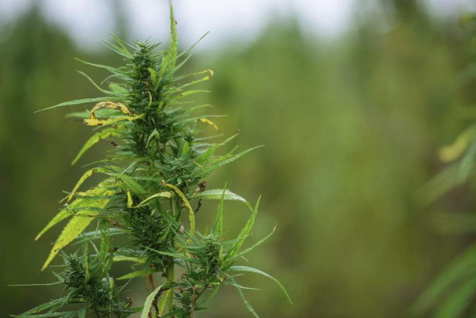 203921gtrHempCrop011090718