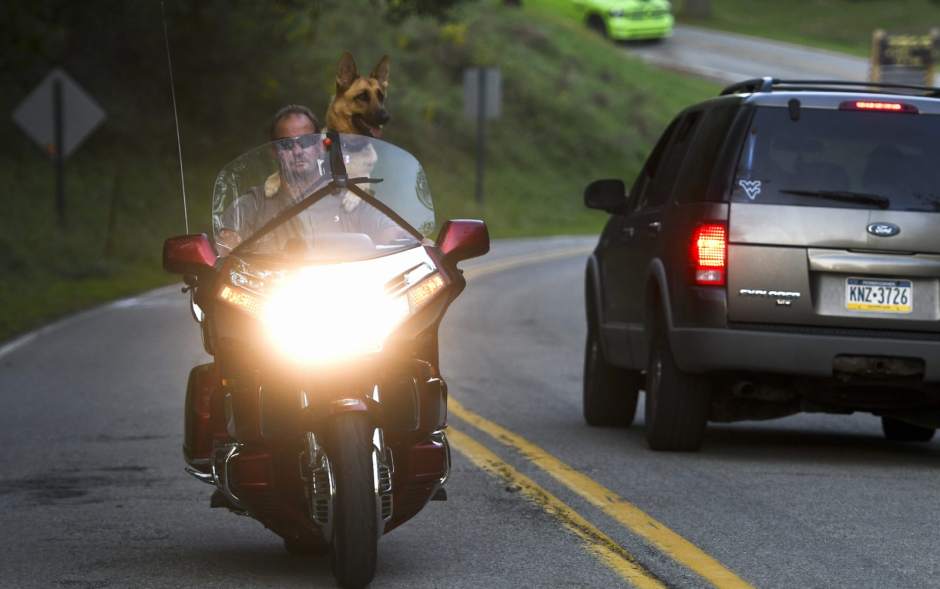 252473VNDDogChopper1092118