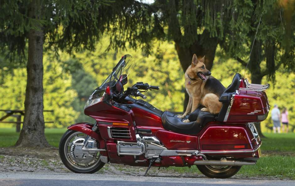 252473VNDDogChopper3092118