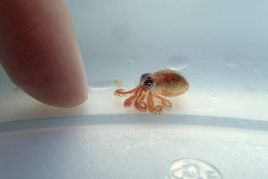 376814BabyOctopusA