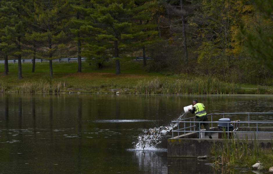 377871vndtroutstock1102618