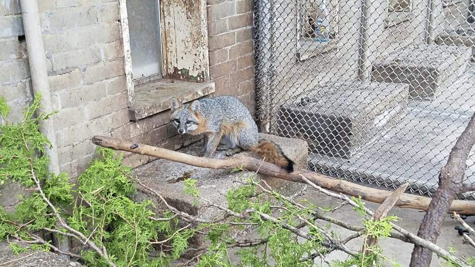 384738ptrfoxfound01102718