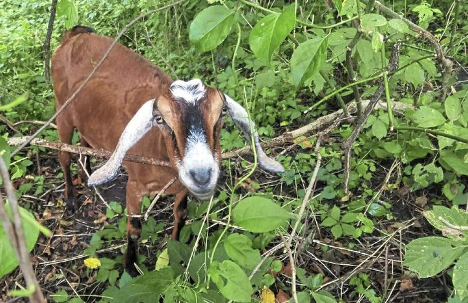 422169gtrgoatscaping110818