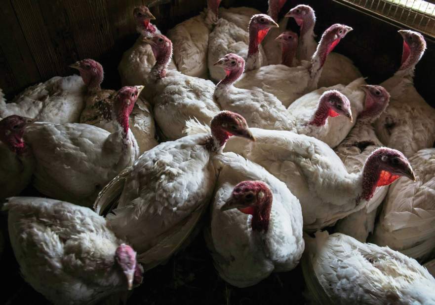 436637GTRTurkeyFarm1111518