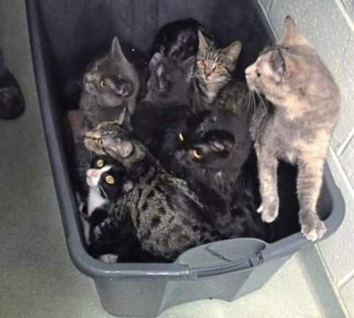 437126vndKittanningKittens01111018