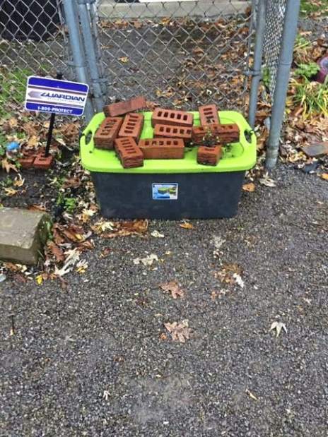 437126vndKittanningKittens02111018