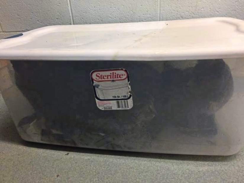 437126vndKittanningKittens03111018