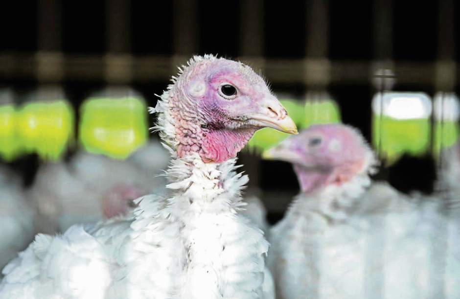 446122GTRTurkeyFarm2111518