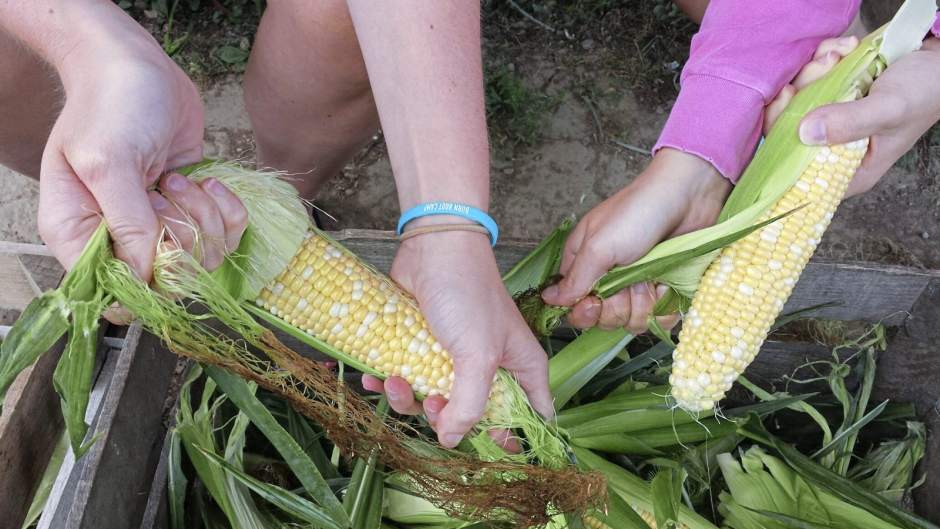 48876gtrlivcorntriplebhusk072518