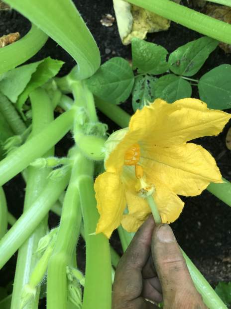 53735handpollinatezucchini