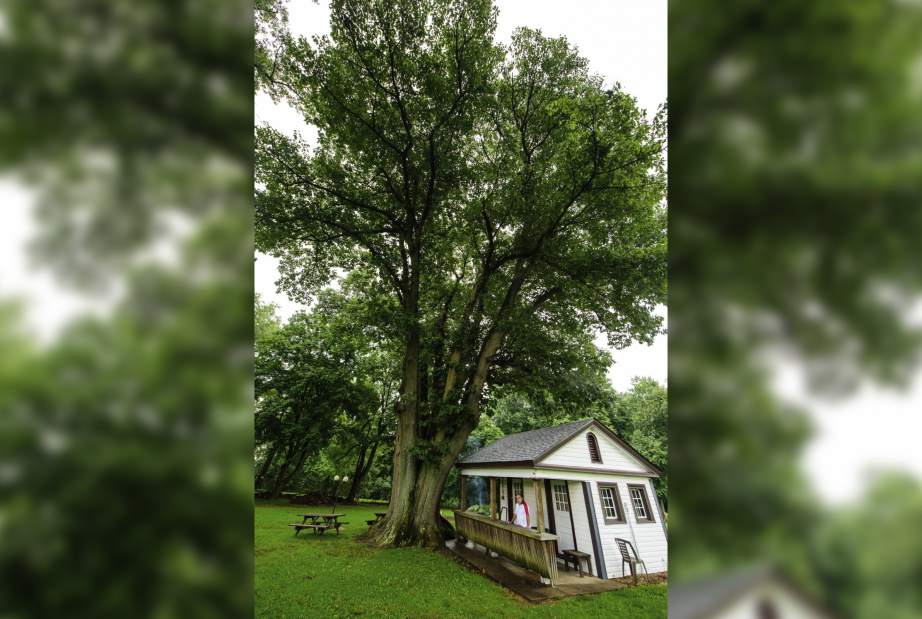 60193gtrBigTreesWide073118 60193gtrBigTreesWide073118