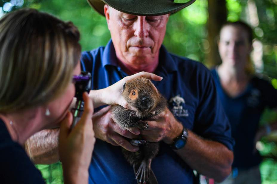 60418ptrBeavers02dk072718