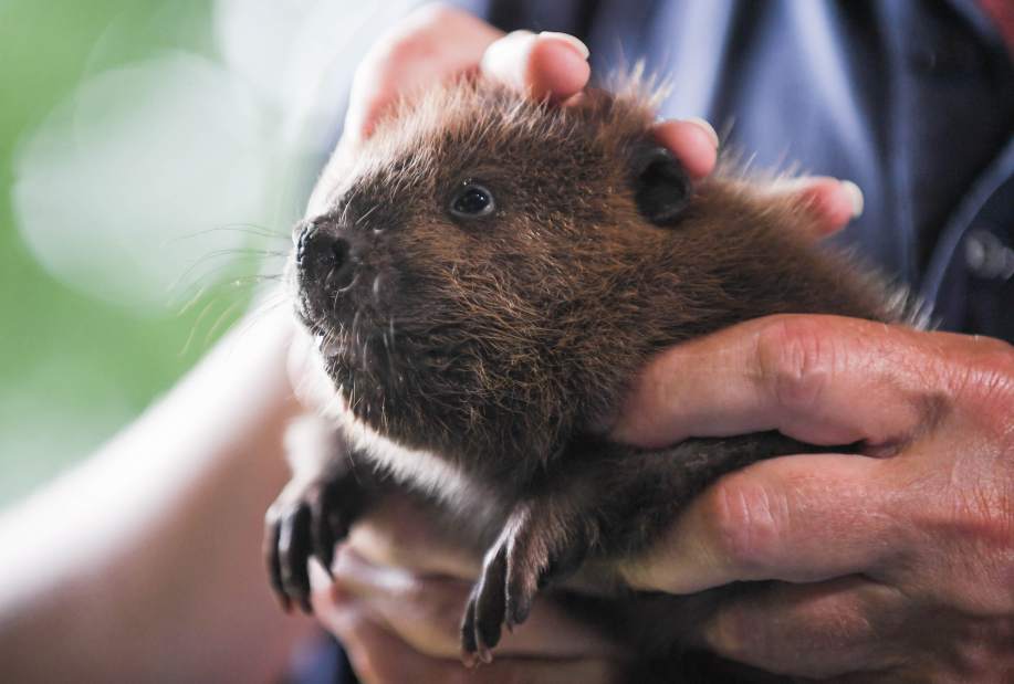 60418ptrBeavers07072718