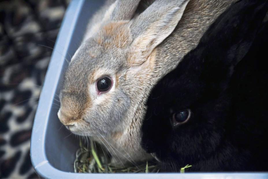 82400gtrdeadrabbits080318