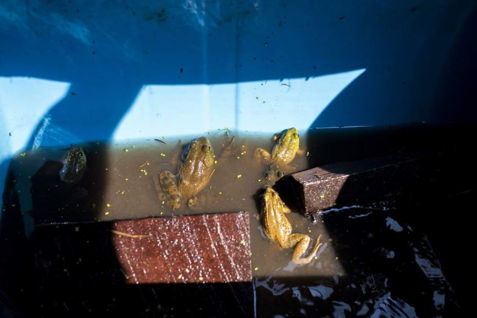 84016gtrLOFrogJump005080518