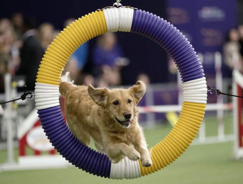 APTOPIXWestminsterDogShowAgility46481jpga3e0a