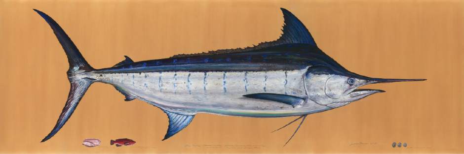 AudubonesqueFishJPEG05d3c AudubonesqueFishJPEG05d3c