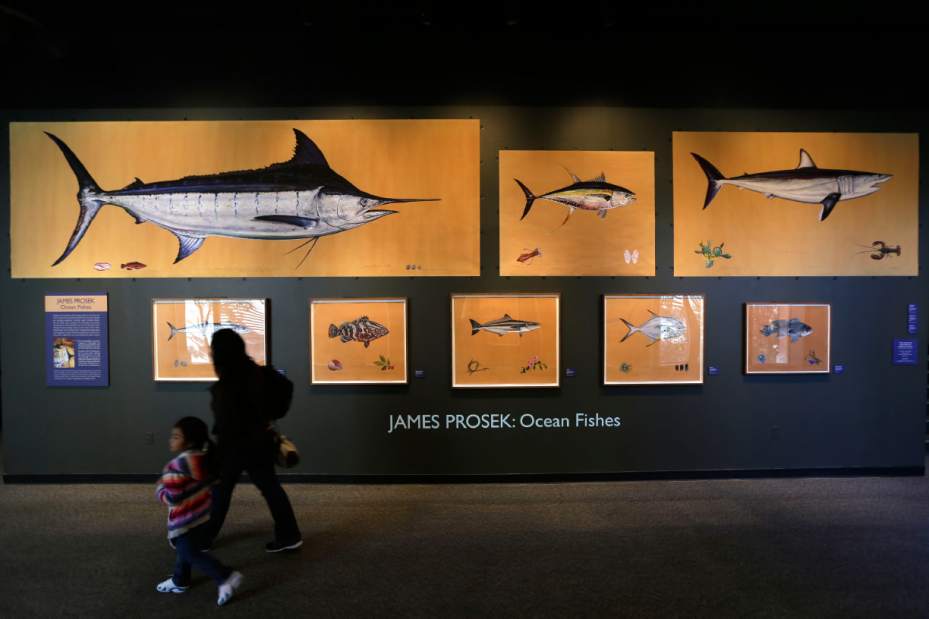 AudubonesqueFishJPEG07861 AudubonesqueFishJPEG07861