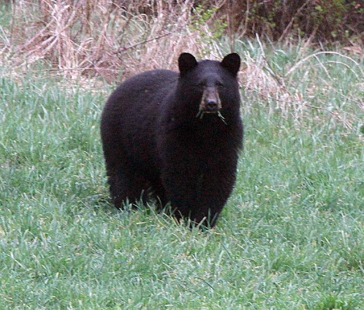 BearAttackColorado06426jpgdfb05