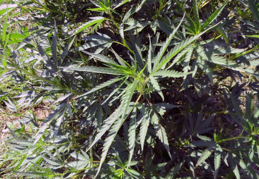 FoodandFarmHempGrowingPainsJPEG52a31