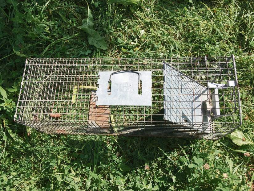 GTRLIVGROUNDHOGSCAGE090917