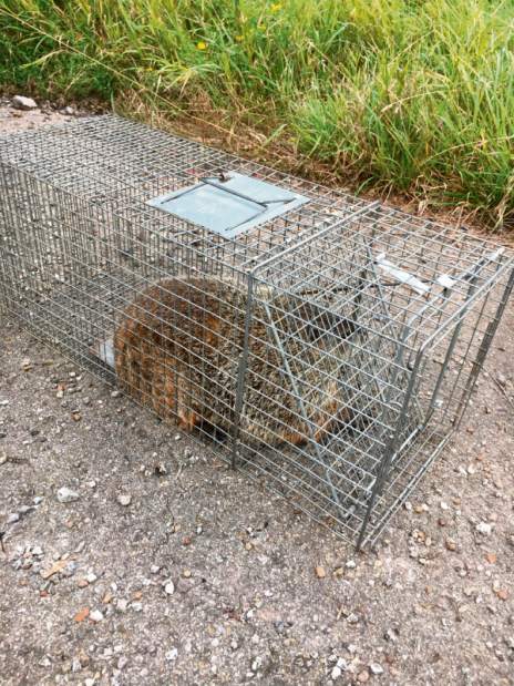 GTRLIVGROUNDHOGSCAPPA1090917