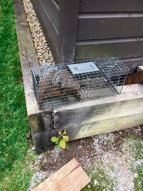 GTRLIVGROUNDHOGSCAPPA2090917