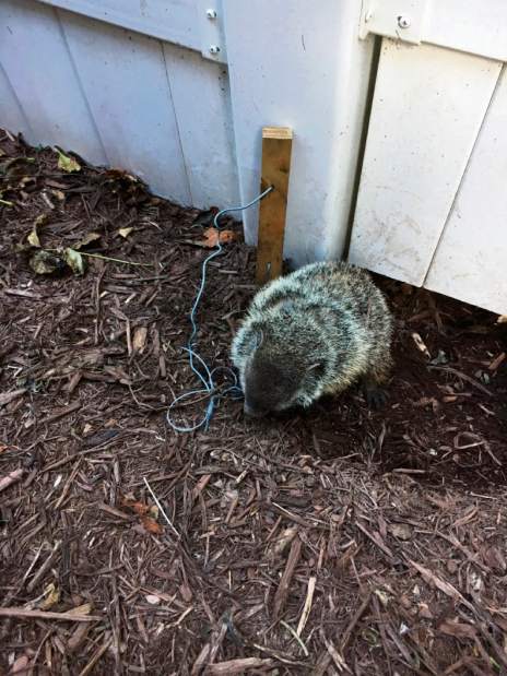 GTRLIVGROUNDHOGSCAPPA3090917