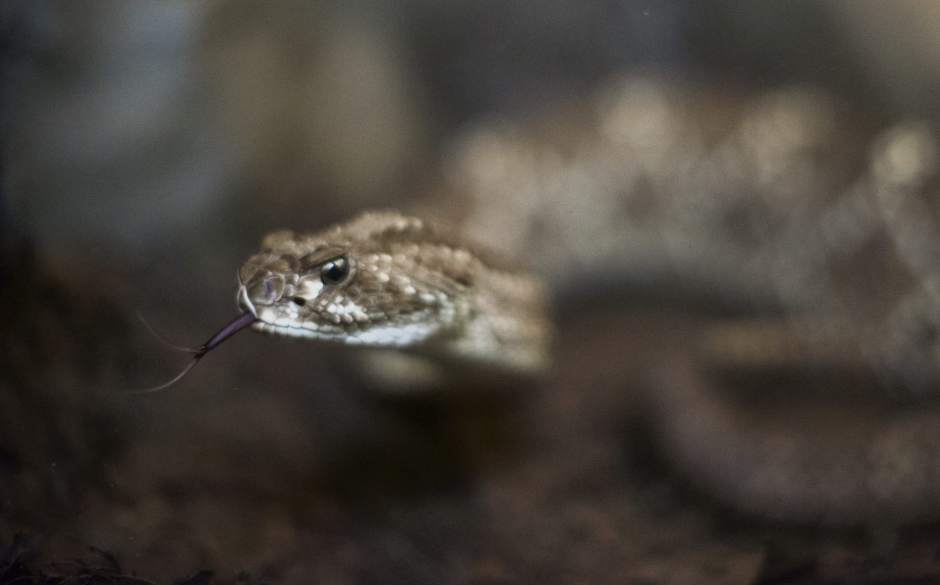 GTRLIVSNAKES05070117 GTRLIVSNAKES05070117