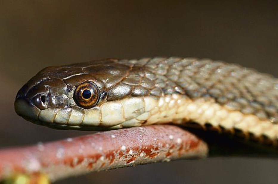 GTRLIVSNAKESIMG070117 GTRLIVSNAKESIMG070117