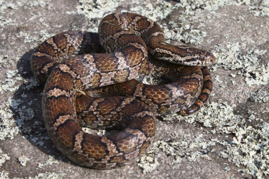 GTRLIVSNAKESMILK070117 GTRLIVSNAKESMILK070117