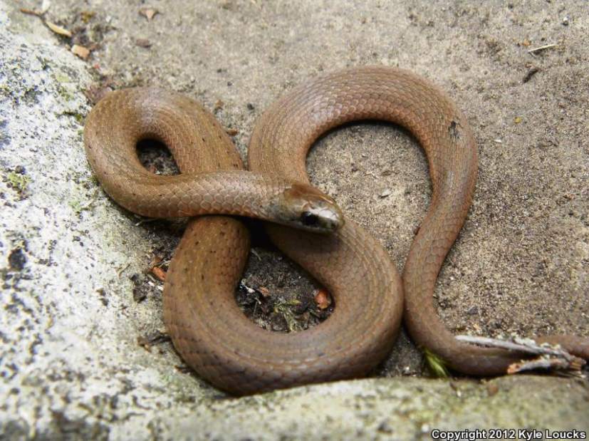 GTRLIVSNAKESMOUNTAIN070117 GTRLIVSNAKESMOUNTAIN070117