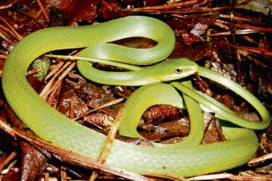 GTRLIVSNAKESRGREEN070117 GTRLIVSNAKESRGREEN070117