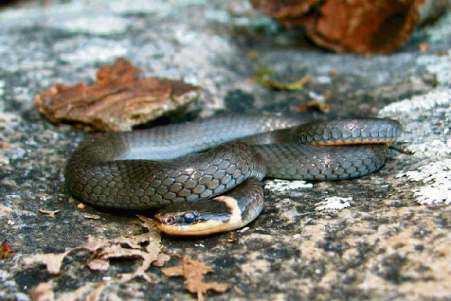 GTRLIVSNAKESRINGNECK070117 GTRLIVSNAKESRINGNECK070117