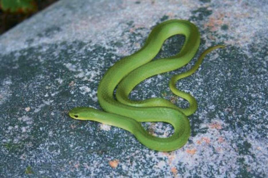 GTRLIVSNAKESSGREEN070117 GTRLIVSNAKESSGREEN070117