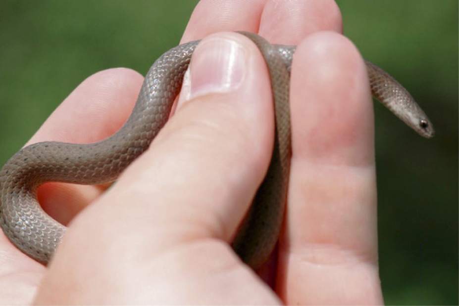 GTRLIVSNAKESSMOOTH070117 GTRLIVSNAKESSMOOTH070117