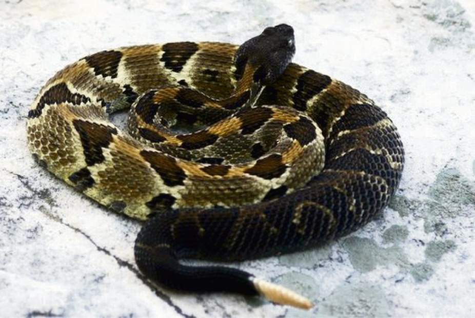 GTRLIVSNAKESTIMBER070117 GTRLIVSNAKESTIMBER070117