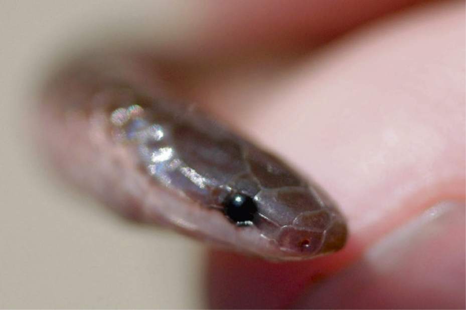 GTRLIVSNAKESWORM070117 GTRLIVSNAKESWORM070117