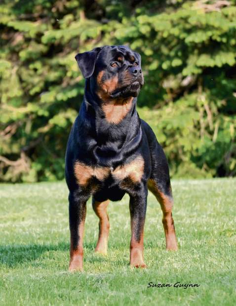 GTRLIVWESTMINSTEREASTWOOD4021018